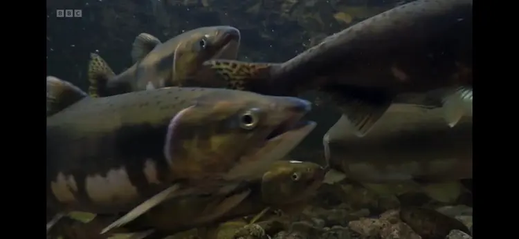Pink salmon (Oncorhynchus gorbuscha) as shown in Planet Earth III - Forests